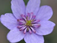 Single purple flowers with a central ruff of petaloid stamens